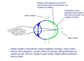 Slika br. 8