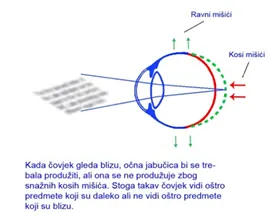 Slika br. 8
