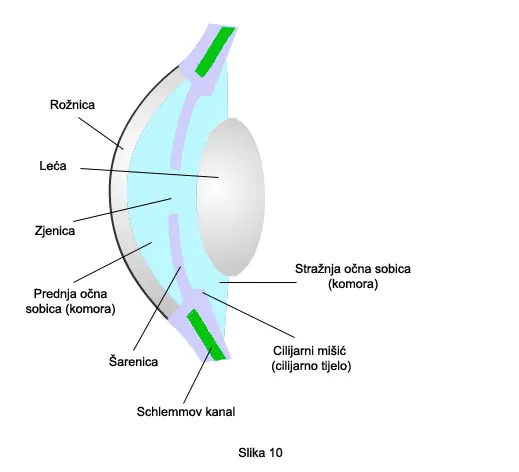 Glaukom – ilustracija 14
